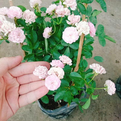 Cây Hồng Bạch Trà (giống mới) - Hồng Đông Mai