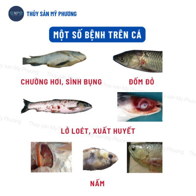 Ks mù lồi mắt vẹo đầu cổ gan thận mủ đốm đỏ Sultrim 24kl phù đầu sưng vòi xuất huyết sình bụng cho cá lươn ếch ốc baba