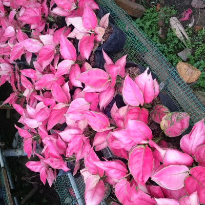 Cây Vạn Lộc - Cây Hồng Phát Lộc - cây cảnh để bàn