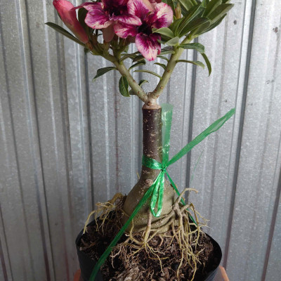 Cây Sứ Thái Kép Hoa Tím - cây cảnh để trong nhà + tặng phân bón cho cây