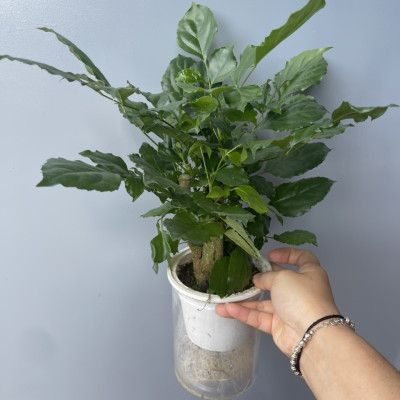 cây hạnh phúc thủy sinh