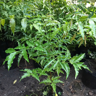 Cây sầu đâu (combo 4 cây) khỏe mạnh cao khoảng 40cm