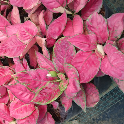 Cây Vạn Lộc - Cây Hồng Phát Lộc - cây cảnh để bàn