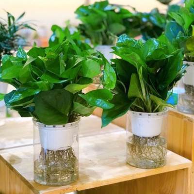 Cây trầu bà xanh thủy canh , trầu bà thủy sinh