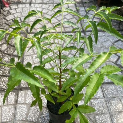 Cây sầu đâu (combo 4 cây) khỏe mạnh cao khoảng 40cm