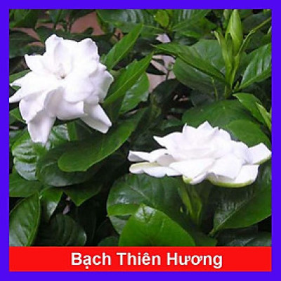 Cây bạch thiên hương - cây hoa thơm - cây cảnh sân vườn + Tặng phân bón cho cây