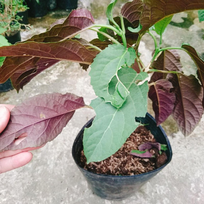 Cây Hoa Thiên Phúc - cây cảnh đẹp