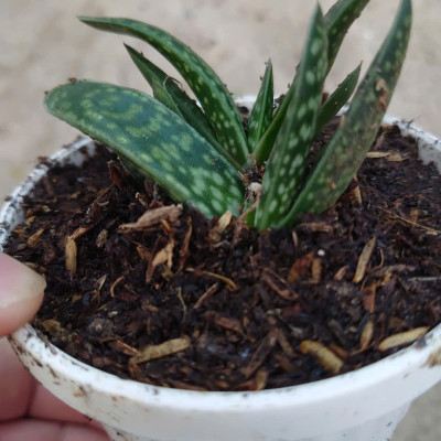 Cây Sen Mỏ Vịt - cây cảnh để bàn + tặng phân bón cho cây