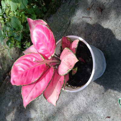 Cây Vạn Lộc - Cây Hồng Phát Lộc - cây cảnh để bàn