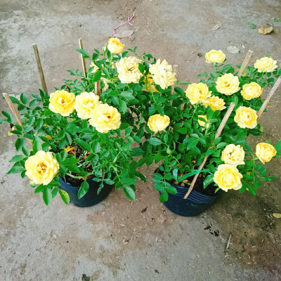 Cây Hoa Hồng Tỉ Muội Vàng - cây cảnh để bàn + tặng phân bón cho cây