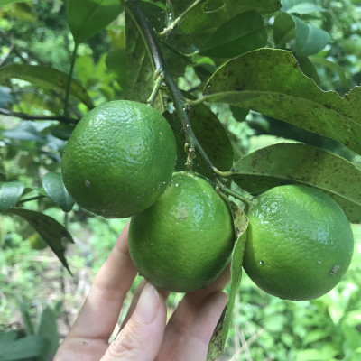 Cây Chanh Tứ Quý Chiết Cành – Cây Giống Khỏe, Dễ Trồng, Ra Trái Quanh Năm