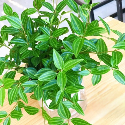 Cây bình an thủy sinh