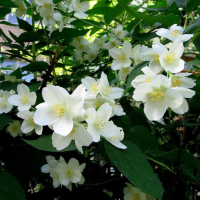 Cây Hoa Lài( Nhài) Chậu Nhựa