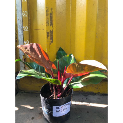 Trầu bà đế vương (đỏ) - cây cảnh để trong nhà + Tặng phân bón cho cây mau lớn