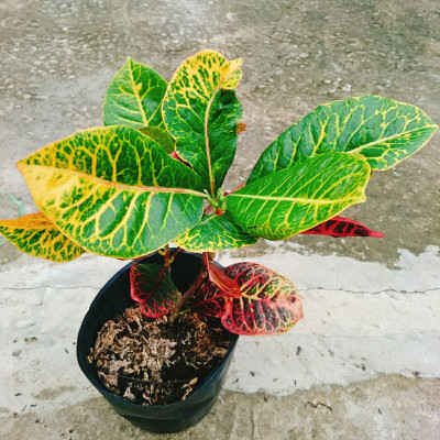 Cây Lá Màu Coton - cây cảnh để bàn + Tặng phân bón cho cây