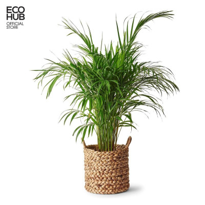 Giỏ lục bình tròn trồng cây / Decor / Đựng đồ Có tay cầm, (4 Khích thước) | EH038