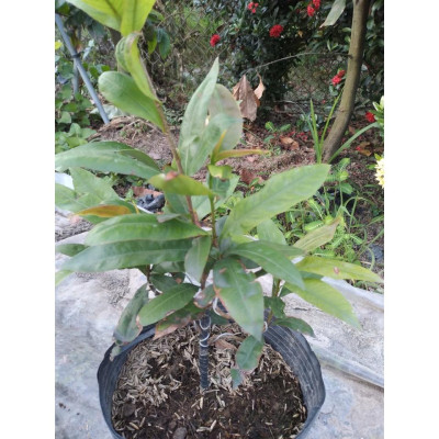 Cây Mai Vàng - cây cảnh để trong nhà + tặng phân bón cho cây