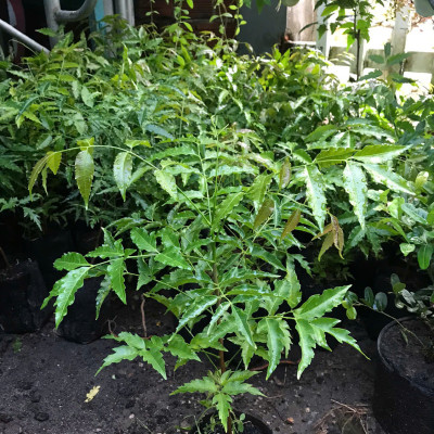 Cây sầu đâu (combo 4 cây) khỏe mạnh cao khoảng 40cm