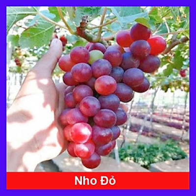 Cây Nho Giống Đỏ Red Cardinal Trái To - cây ăn quả + tặng phân bón cho cây mau lớn
