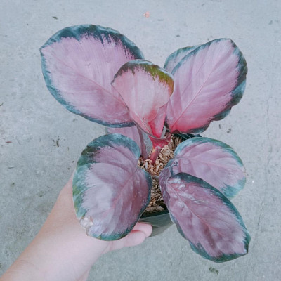 Cây Đuôi Công Hồng - cây cảnh để bàn + tặng phân bón cho cây