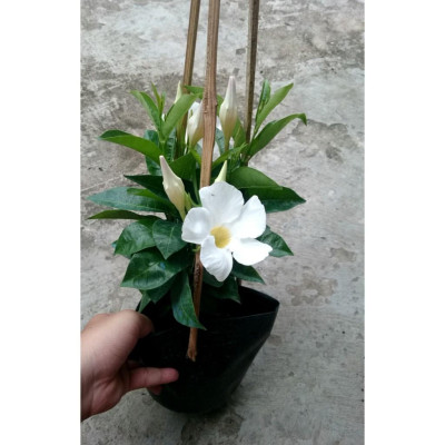 Cây Huỳnh Anh Trắng ( Cây Tuyết Anh ) - cây cảnh vườn + tặng phân bón cho cây