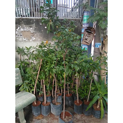 Cây khế chua, chiều cao khoảng 1m