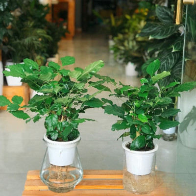 cây hạnh phúc thủy sinh