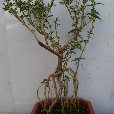 Bạch Tuyết Mai - Cây cảnh Bonsai để bàn + Tặng phân bón cho cây