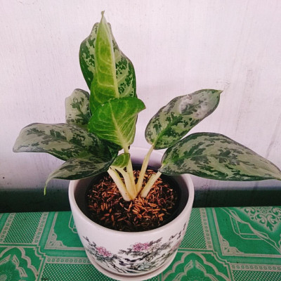 Cây Thanh Hậu - cây cảnh để bàn + tặng phân bón cho cây mau lớn