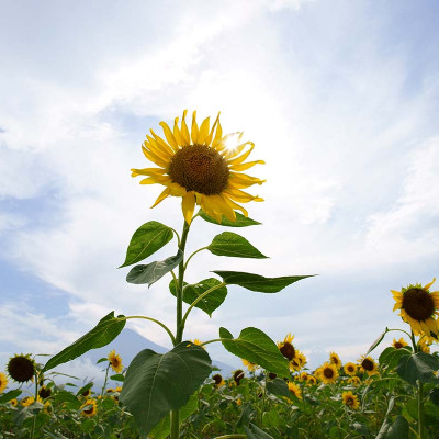 ống kính máy ảnh hiệu Tamron AF 20mm F/2.8 Di III OSD - cho Sony E (F050) - HÀNG CHÍNH HÃNG