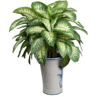 Cây Vạn Niên Thanh - Cây cảnh để trong nhà + Tặng phân bón cho cây