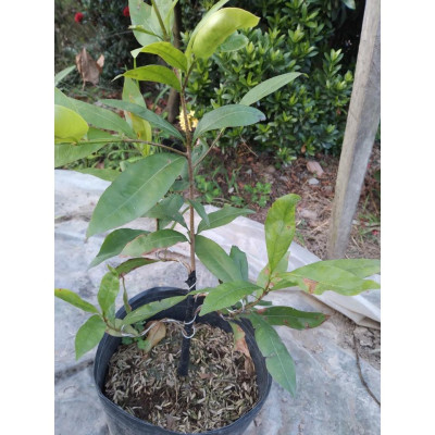 Cây Mai Vàng - cây cảnh để trong nhà + tặng phân bón cho cây