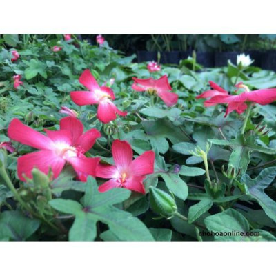 Cây nhân sâm bố chính - cây cảnh sân vườn