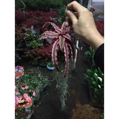 Bộ cây không khí treo - cây cảnh mini