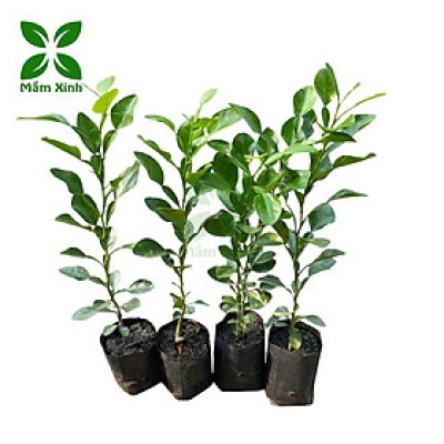 Cây chúc giống, cây chanh thái (combo 4 cây) cao khoảng 20cm