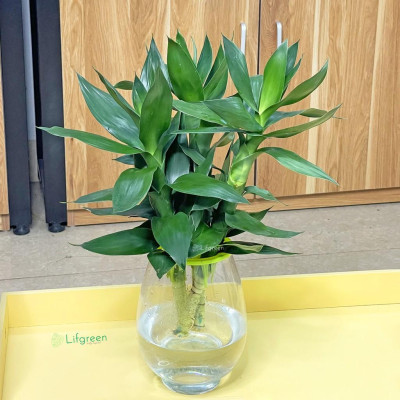 Cây phát tài thuỷ sinh - cây cảnh để bàn mang lại may mắn, bình an và hạnh phúc