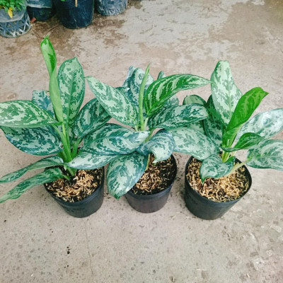 Cây Thanh Hậu - cây cảnh để bàn + tặng phân bón cho cây mau lớn