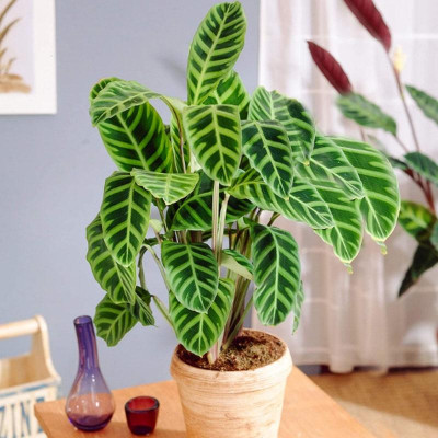 Cây Đuôi Công Ngựa Vằn ( Calathea Zebrina ) - cây cảnh để bàn