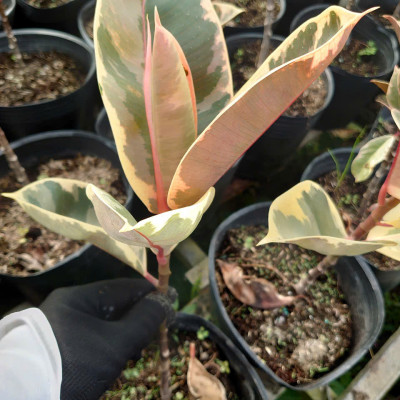 Cây đa búp cẩm thạch - cây cảnh để bàn + tặng phân bón cho cây