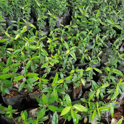 Combo 20 cây giống thìa canh trị tiểu đường hiệu quả