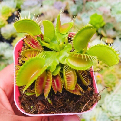 cây bẫy kẹp , cây kẹp mồi , cây bắt ruồi