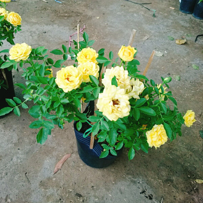 Cây Hoa Hồng Tỉ Muội Vàng - cây cảnh để bàn + tặng phân bón cho cây