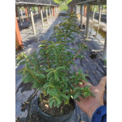 Cây Ổi Lá Kim ( ổi sẻ ) - cây ăn quả + tặng phân bón cho cây