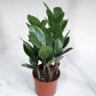 Cây kim tiền đặt bàn phong thuỷ hợp mệnh kim và mộc