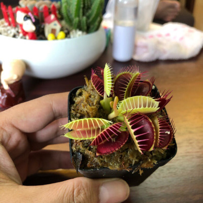 cây bẫy kẹp , cây kẹp mồi , cây bắt ruồi