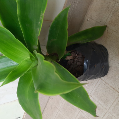 Cây lược vàng, cây như hình minh họa