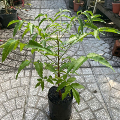 Cây sầu đâu (combo 3 cây) cao khoảng 40cm