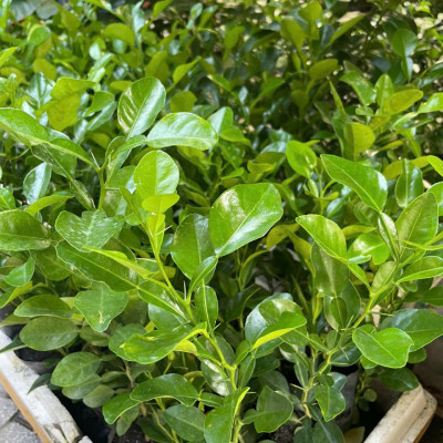 Cây chúc giống, cây chanh thái (combo 4 cây) cao khoảng 20cm