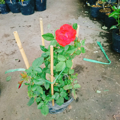 Cây Hoa Hồng Lửa - cây cảnh để bàn + tặng phân bón cho cây