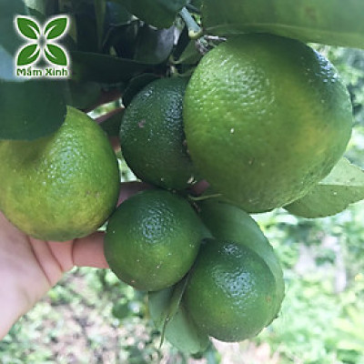 Cây Chanh Tứ Quý Chiết Cành – Cây Giống Khỏe, Dễ Trồng, Ra Trái Quanh Năm